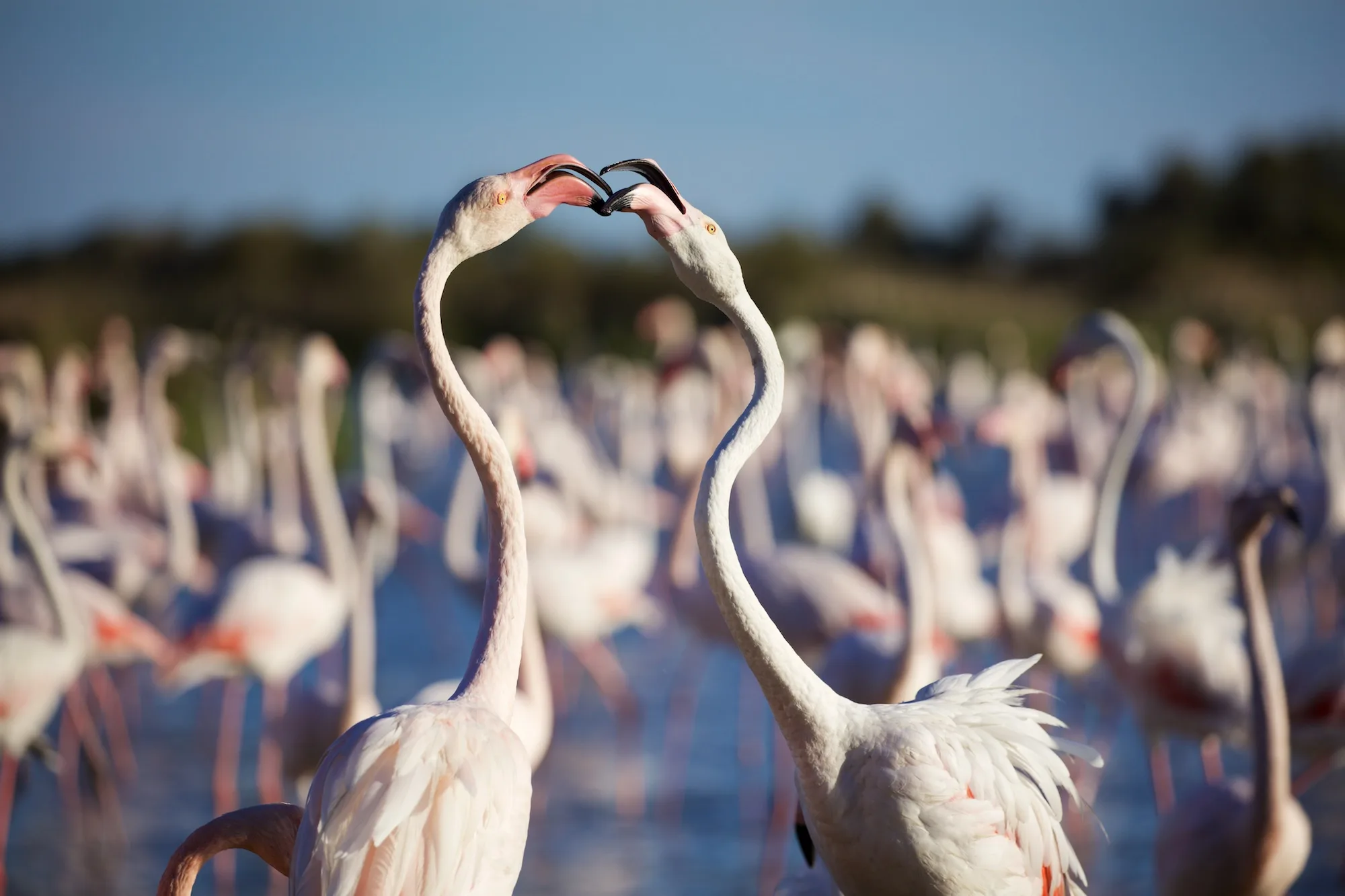 Flamants roses sur les eaux calmes de l'étang de Thau